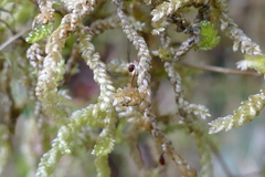 Weymouthia cochlearifolia