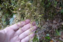 Weymouthia cochlearifolia