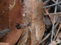 Myrmecia chrysogaster