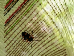 Eumorphus quadriguttatus pulchripes