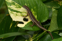 Trachylepis affinis image