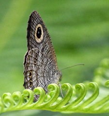 Ypthima horsfieldii humei