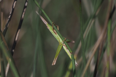 Acrida cinerea