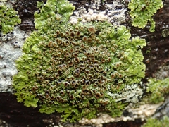 Pannaria sphinctrina