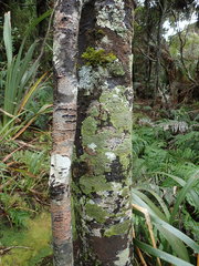 Pannaria sphinctrina