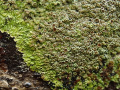 Pannaria sphinctrina