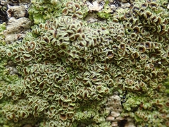 Pannaria sphinctrina