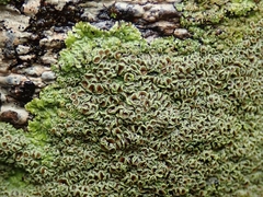 Pannaria sphinctrina