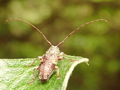 Hybolasius sticticus