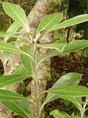 Hybolasius sticticus