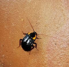 Pseudoderopeltis albilatera