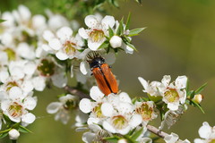 Castiarina rufipennis