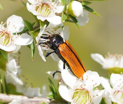 Castiarina rufipennis