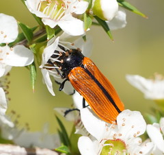 Castiarina rufipennis