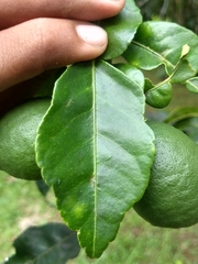 Citrus hystrix