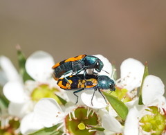 Castiarina scalaris