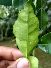 Citrus hystrix