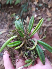 Bulbophyllum lamingtonense