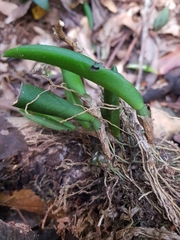 Bulbophyllum schillerianum