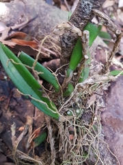 Bulbophyllum schillerianum