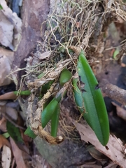 Bulbophyllum schillerianum