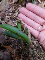 Bulbophyllum schillerianum