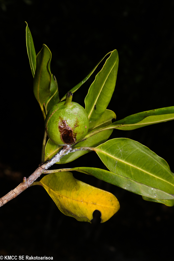 Hyperacanthus