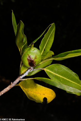 Hyperacanthus mandenensis image