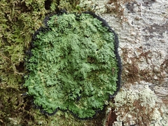 Xanthopsoroma contextum