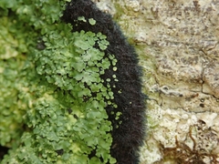 Xanthopsoroma contextum