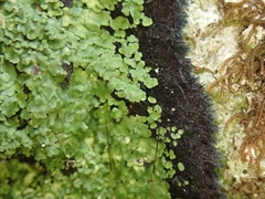 Xanthopsoroma contextum