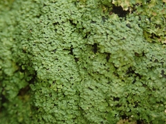 Xanthopsoroma contextum