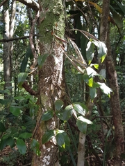 Dendrobium tetragonum