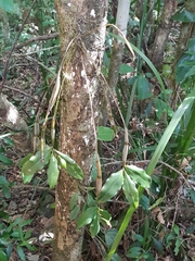 Dendrobium tetragonum