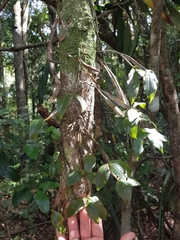 Dendrobium tetragonum