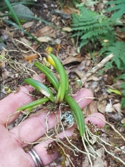Bulbophyllum lamingtonense