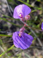 Utricularia barkeri