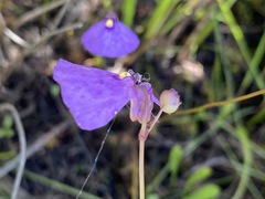 Utricularia barkeri