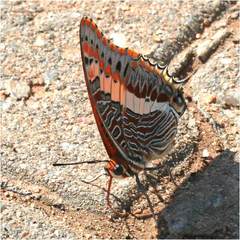 Charaxes saturnus saturnus