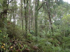 Xanthopsoroma contextum