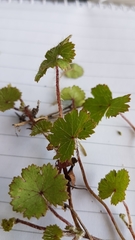 Hydrocotyle moschata parvifolia