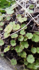 Hydrocotyle moschata parvifolia