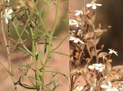 Chaenostoma campanulatum