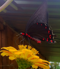 Parides montezuma