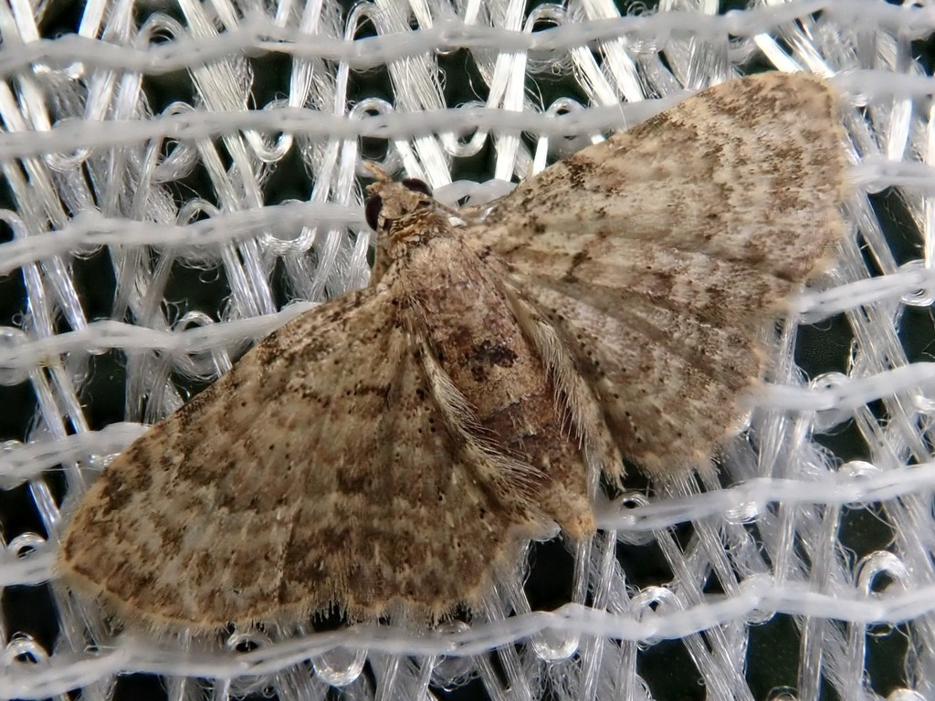 Bosara atypha