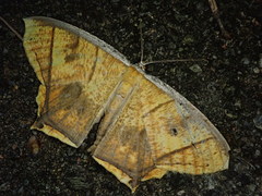 Thinopteryx crocoptera