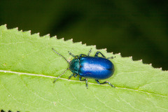 Oreina cacaliae tristis