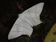 Ourapteryx nivea