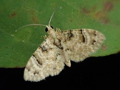 Gymnoscelis admixtaria