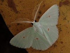 Comostola subtiliaria